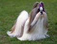 /album/fotogaleria-animales/perros-c-jpg/